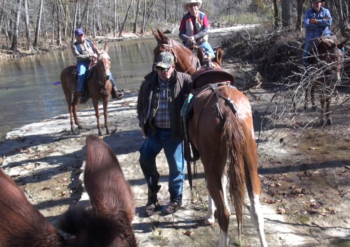 gaited mule